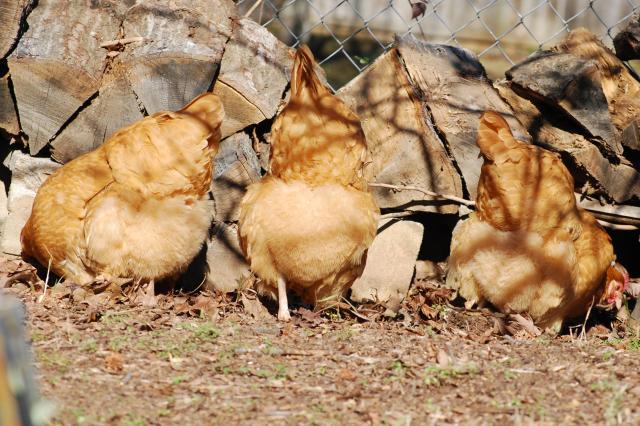 95243_fuzzy_butts.jpg