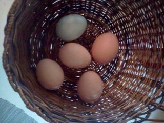 95243_green_egg_with_others.jpg