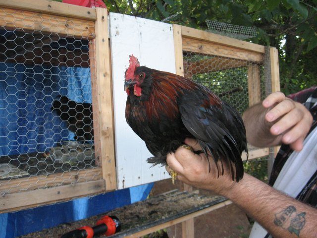 9529_black_blue_red_bantam_rooster.jpg