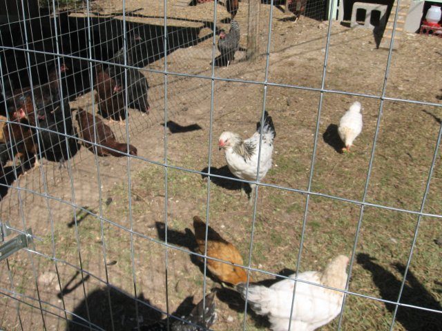 9529_new_pics_of_chicks_011.jpg