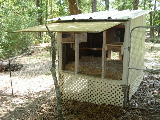 95321_chicks_1st_day_home_7.jpg