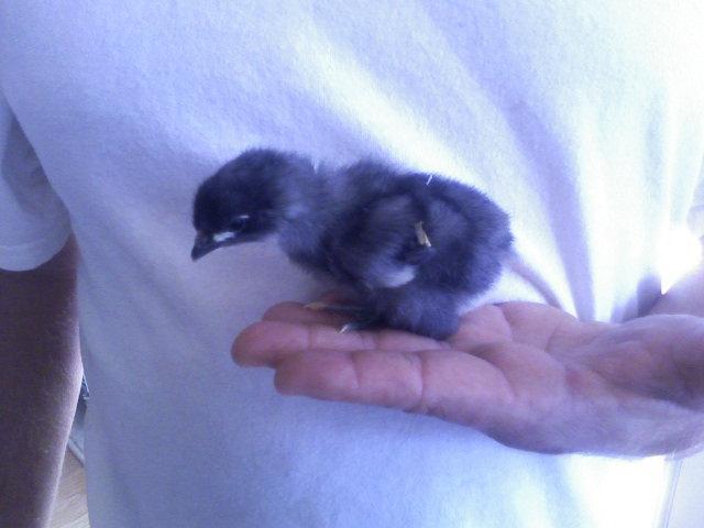 9532_jersey_orp_blue_chick.jpg
