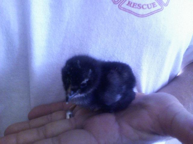 9532_jersey_orp_blue_chick_2.jpg