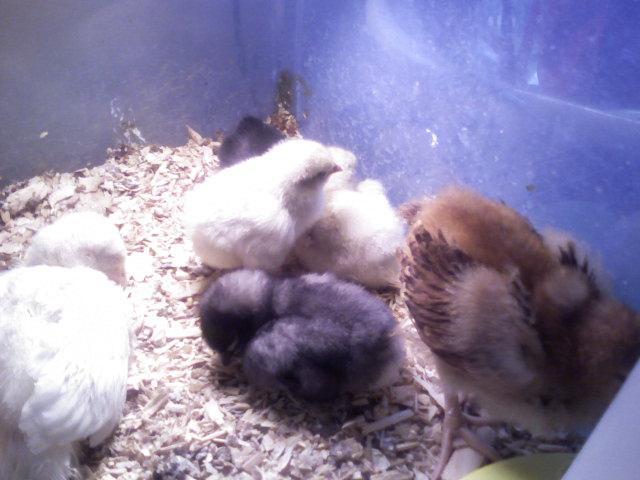 9532_jersey_orp_chicks_1.jpg