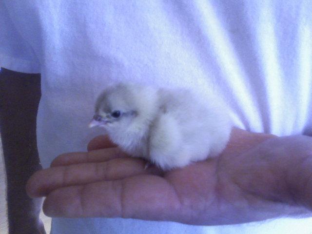 9532_jersey_orp_splash_chick.jpg