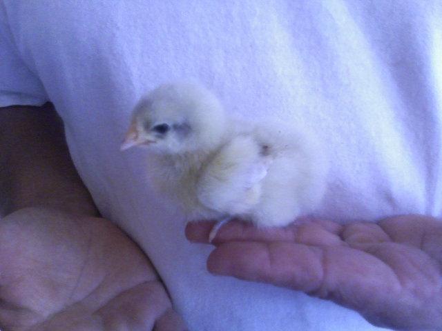 9532_jersey_orp_splash_chick_2.jpg
