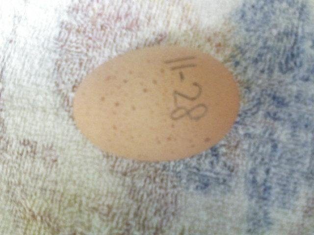 9532_speckled_egg1.jpg