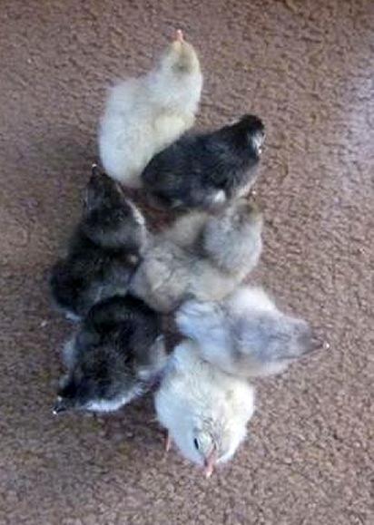 95337_byc_marans_groupa_oct2011.jpg