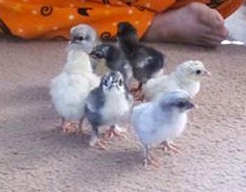 95337_byc_marans_groupb_oct2011.jpg