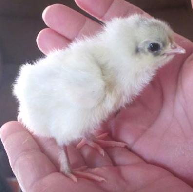 95337_byc_marans_lighta_oct2011.jpg
