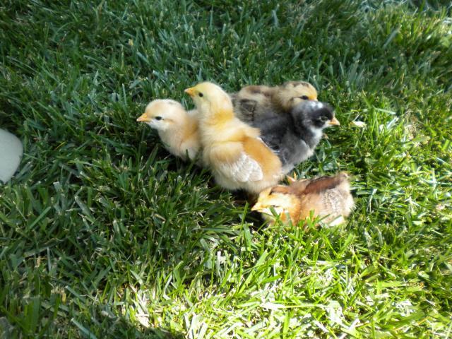 95366_spring_2011_041.jpg