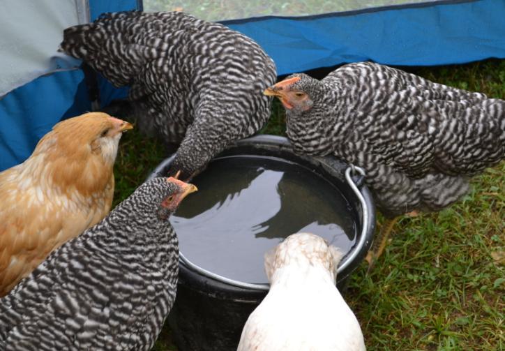 95415_drinking_pullets.jpg