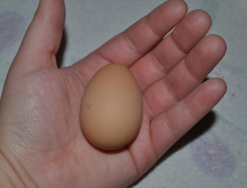 95415_first_br_egg.jpg