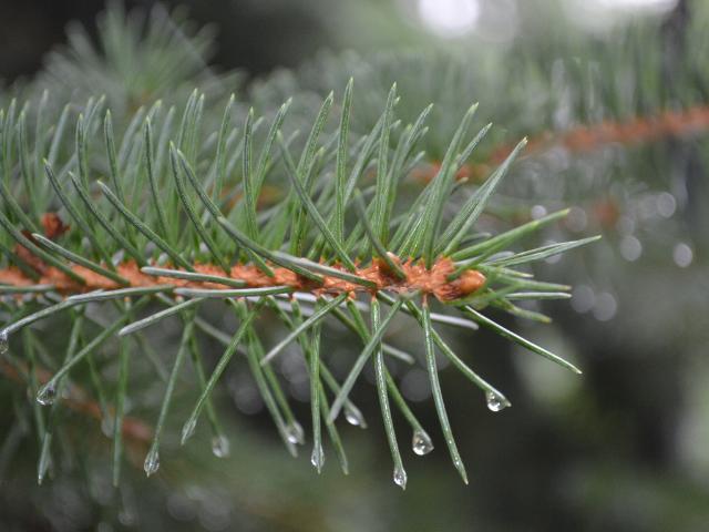 95415_pine_tree_after_rain.jpg