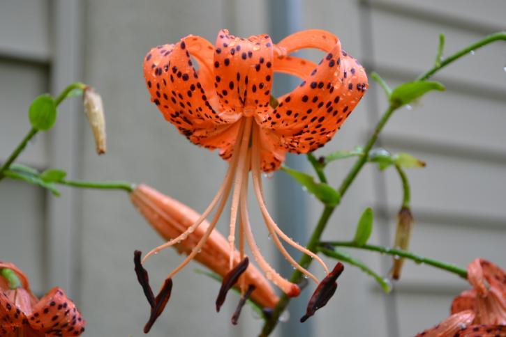 95415_tiger_lily_after_rain.jpg