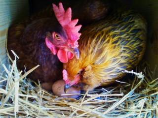 95415_twisty_and_merlin_in_the_nestbox.jpg