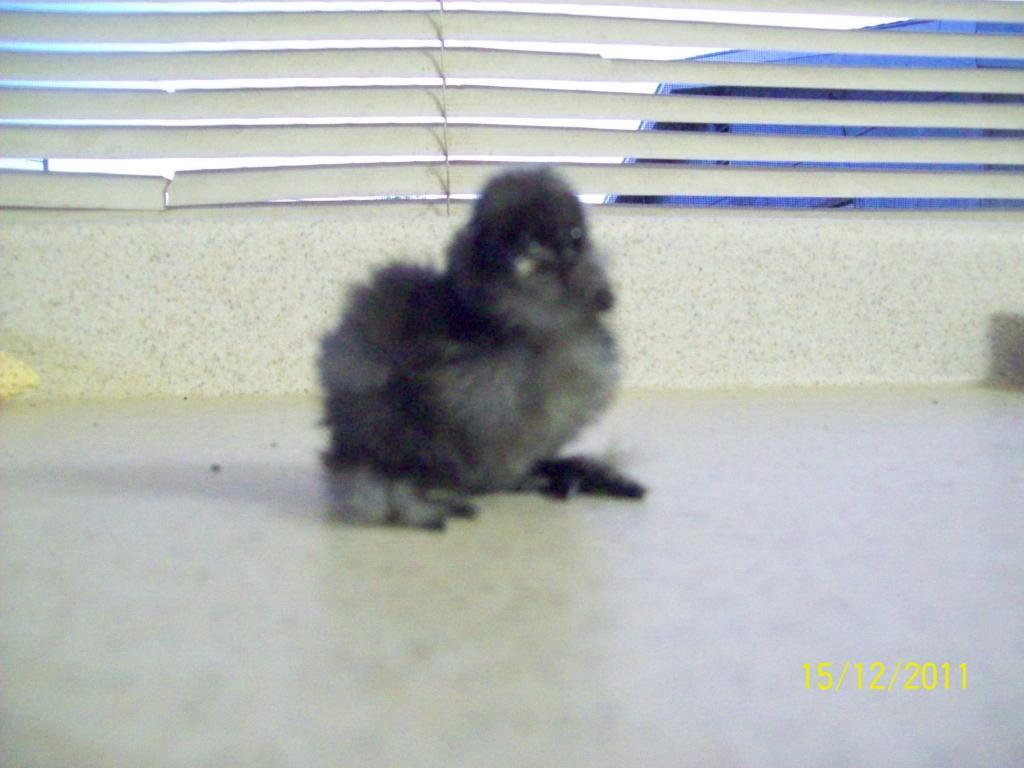 95473_blue_silkie_2_days_old.jpg