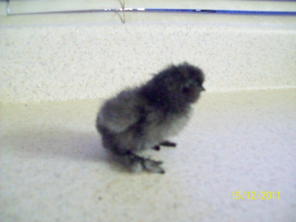 95473_blue_silkie_2_days_old_1.jpg