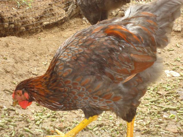 95539_dsc00458.jpg