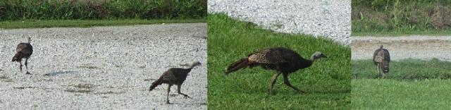 95611_wild_turkeys_7.jpg