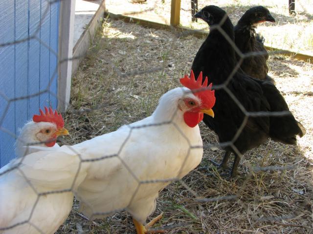 95698_chicken_2011_003.jpg
