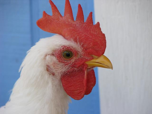 95698_chicken_2011_005.jpg