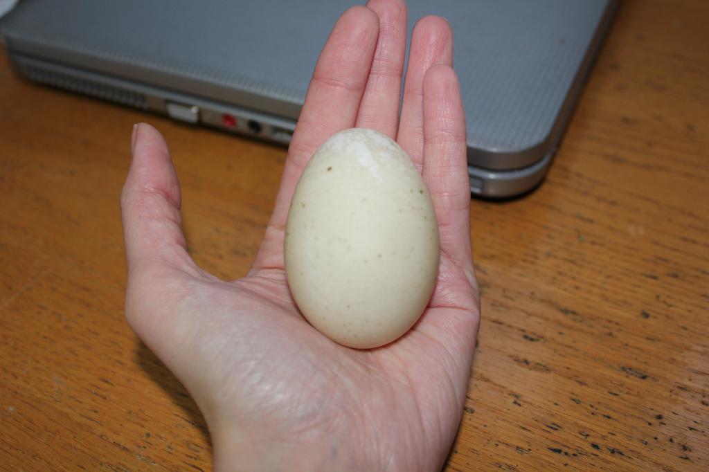95708_duck_egg_002.jpg