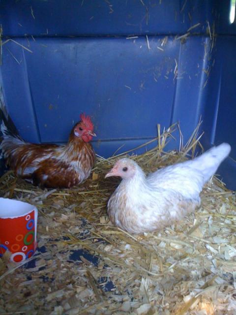 95741_frank_and_billie.jpg