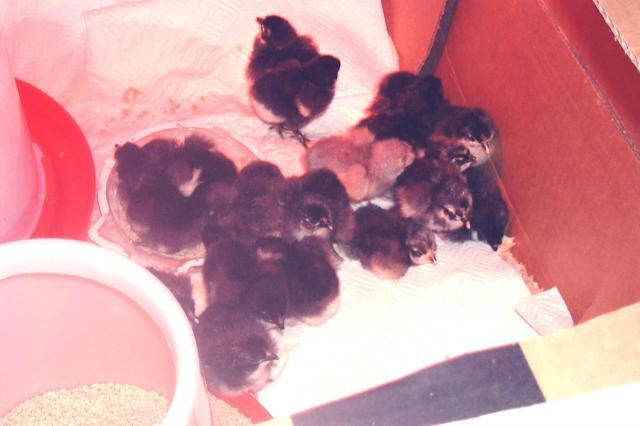 9574_18_chicks_1.jpg
