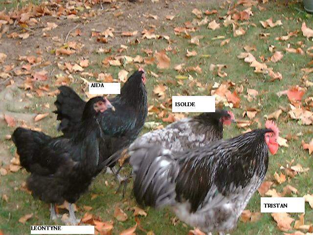 9574_four_chickens.jpg