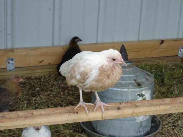 95756_chickens_012.jpg