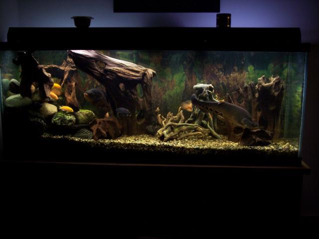 95889_aquarium.jpg