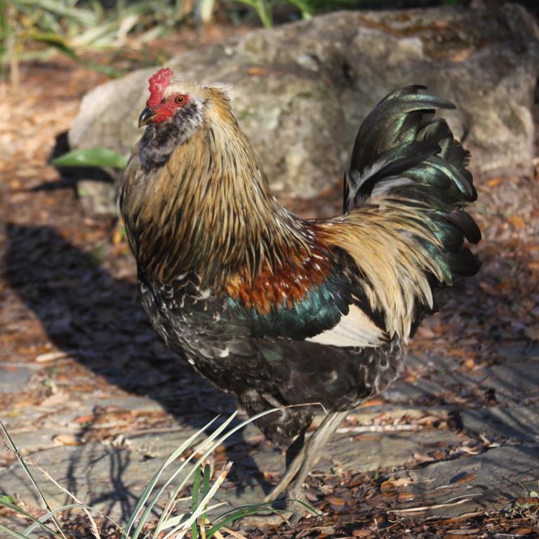 95909_chickens_002_crop.jpg