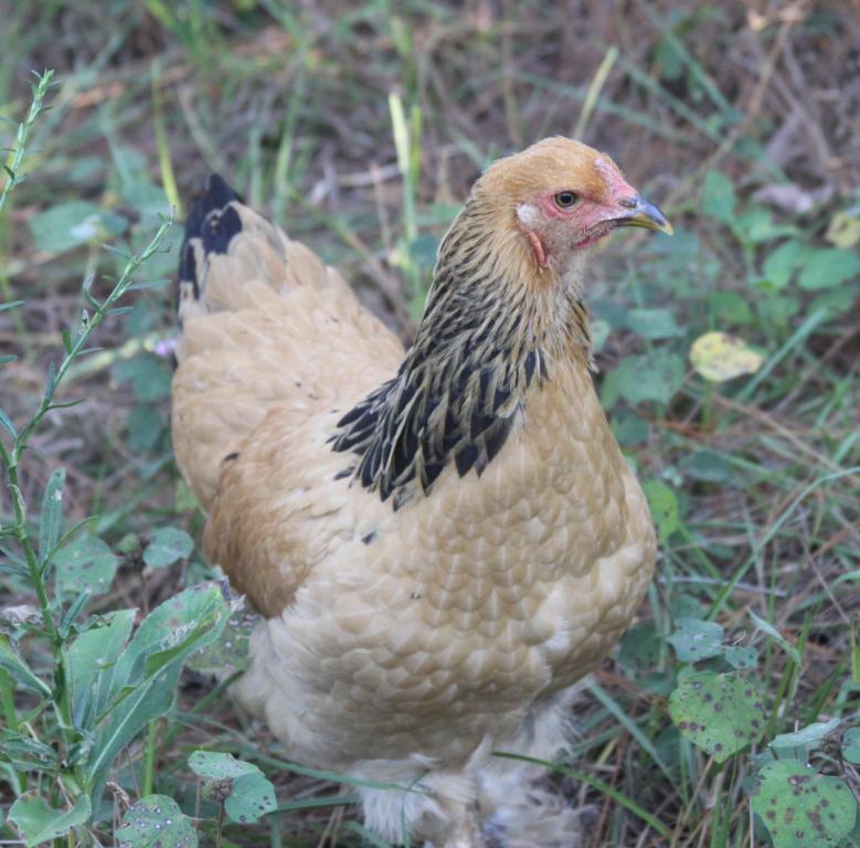 95909_chickens_019_crop.jpg