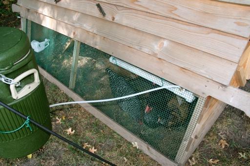 95927_chickenwaterer.jpg