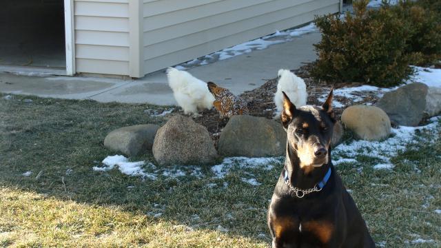 9597_dsc00338.jpg
