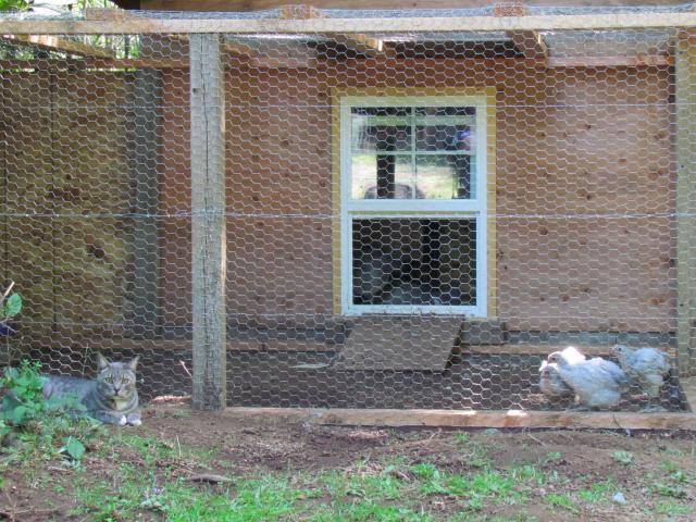 96027_chickcoop.jpg