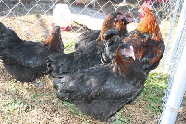 96100_newchickens_028.jpg