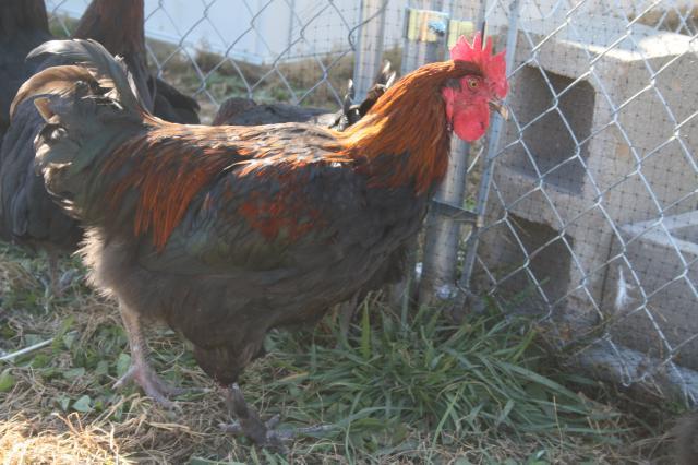 96100_newchickens_032.jpg