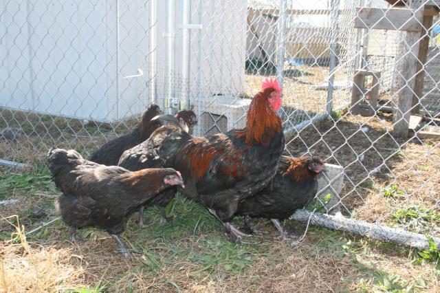 96100_newchickens_043.jpg
