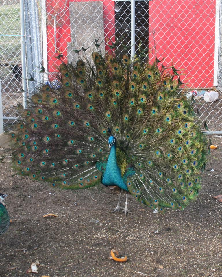 96100_peafowl_007.jpg