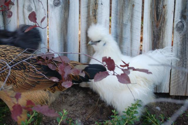 96101_chickens_018.jpg