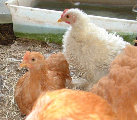 9616_new_chicks_006.jpg