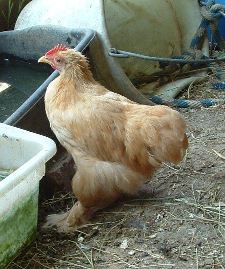 9616_new_chicks_009.jpg