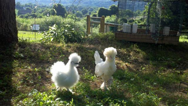 96240_2011-07-13_17-56-30_561.jpg