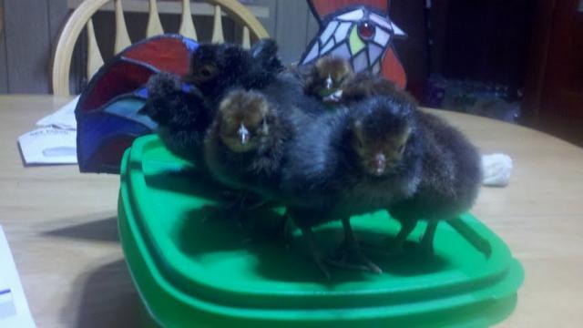 96240_chicks080711.jpg