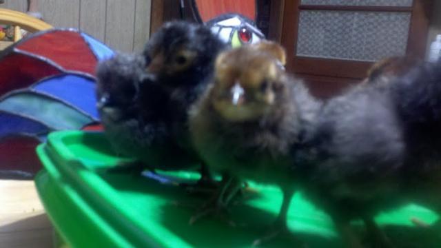 96240_chicks2080711.jpg