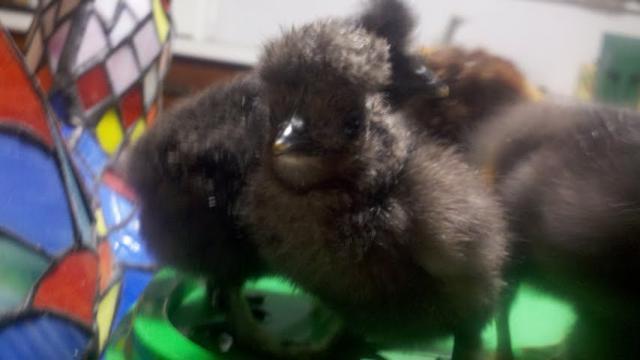 96240_chicks3080711.jpg