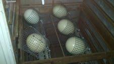 96240_ostrich_eggs_incubator.jpg