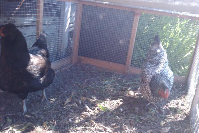 96317_chickens.jpg